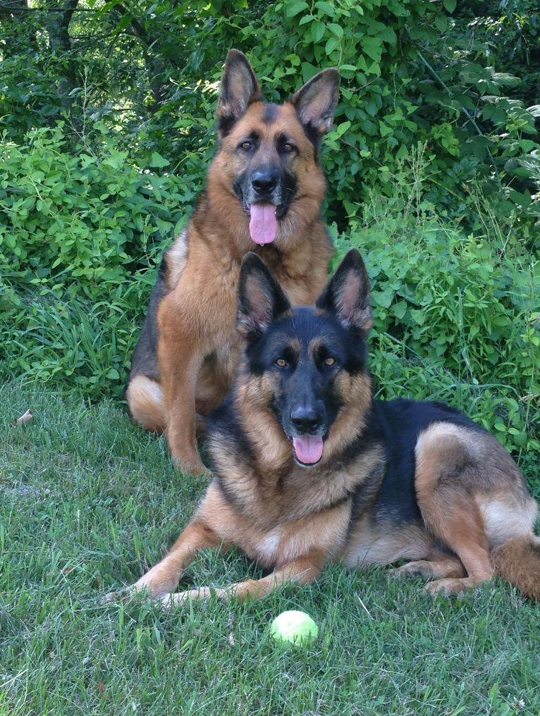 gsd dogs
